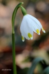 Märzbecher (Leucojum vernum)